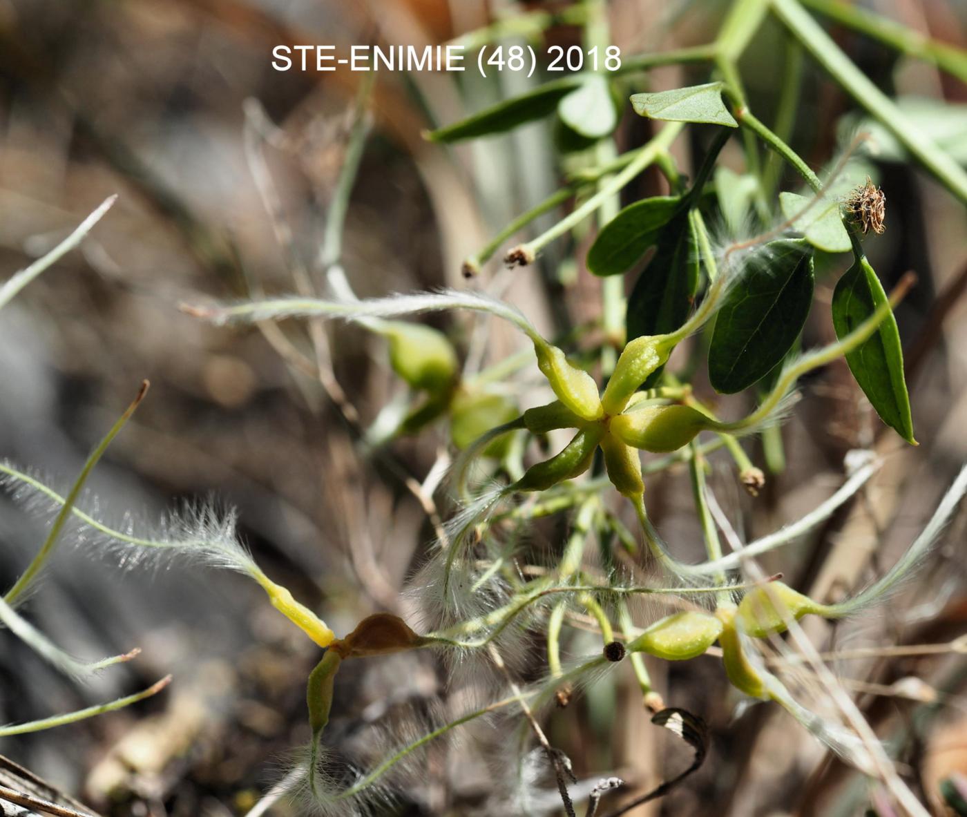 Fragrant Clematis fruit